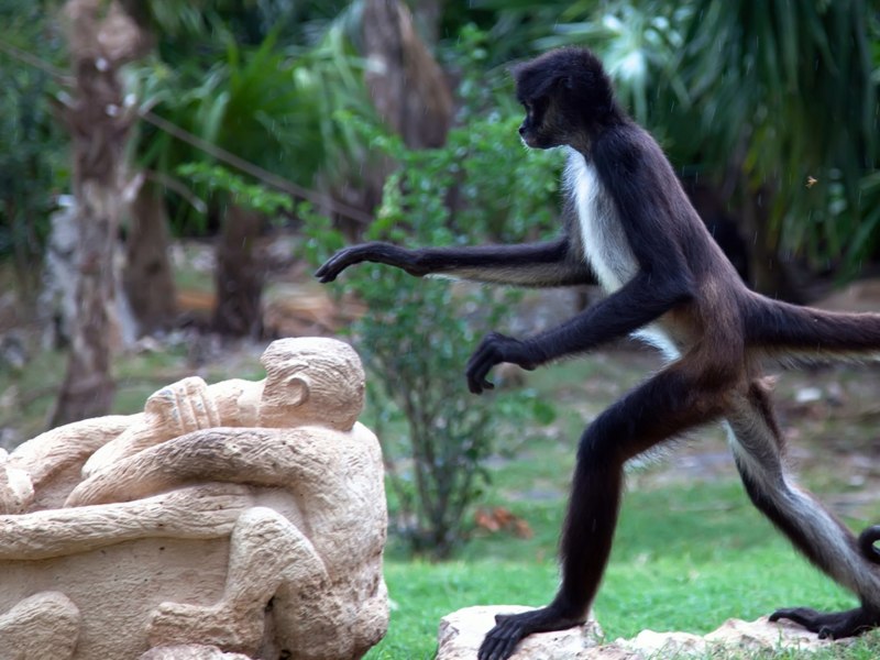 Ateles paniscus