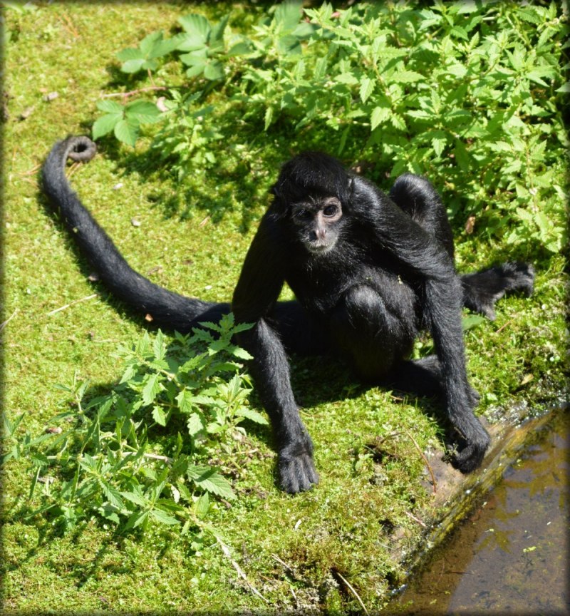 Коата Жоффруа (Ateles Geoffroy