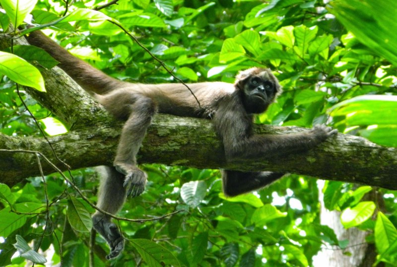 Ateles fusciceps