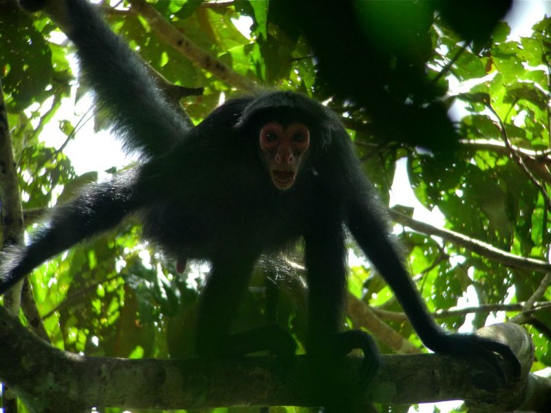 Ateles hybridus