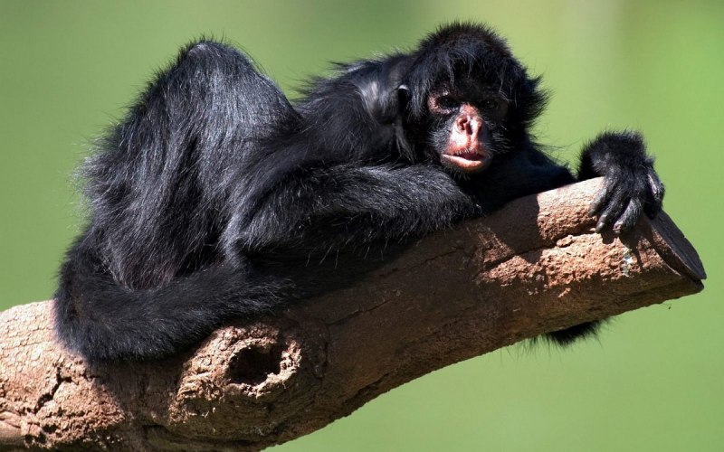Коата Жоффруа
