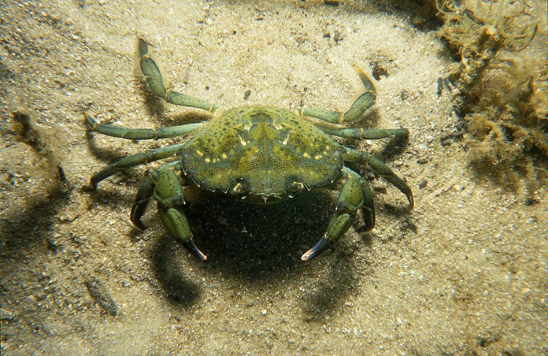 Травяной краб (Carcinus Maenas)