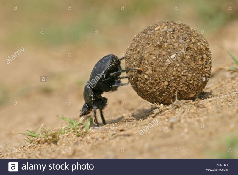 Dor Beetle