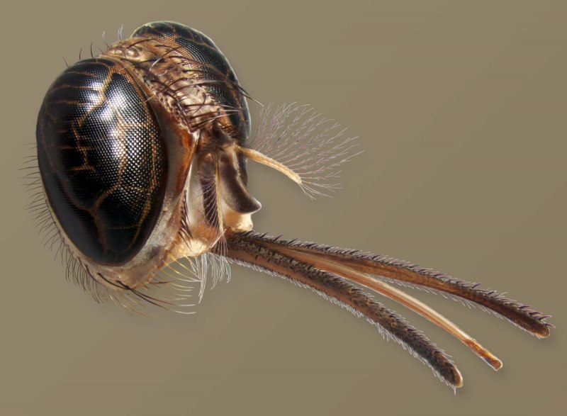 Scarabaeus Typhon