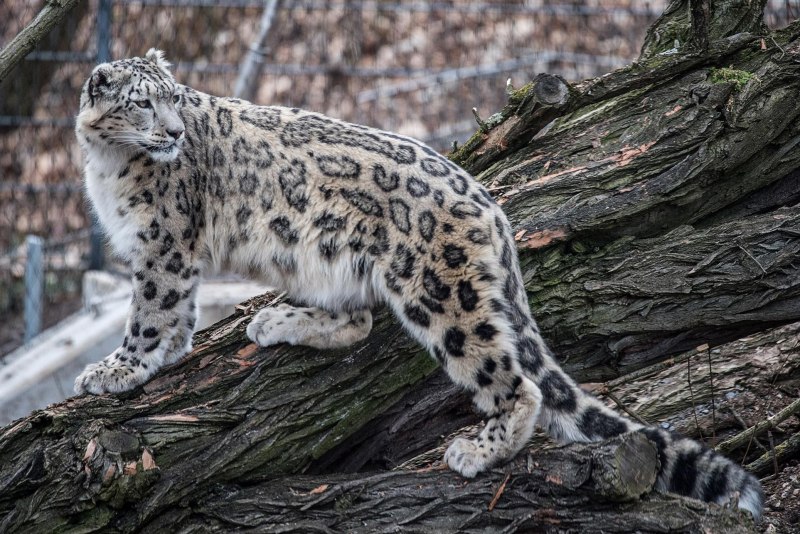 Irbis Snow Leopard