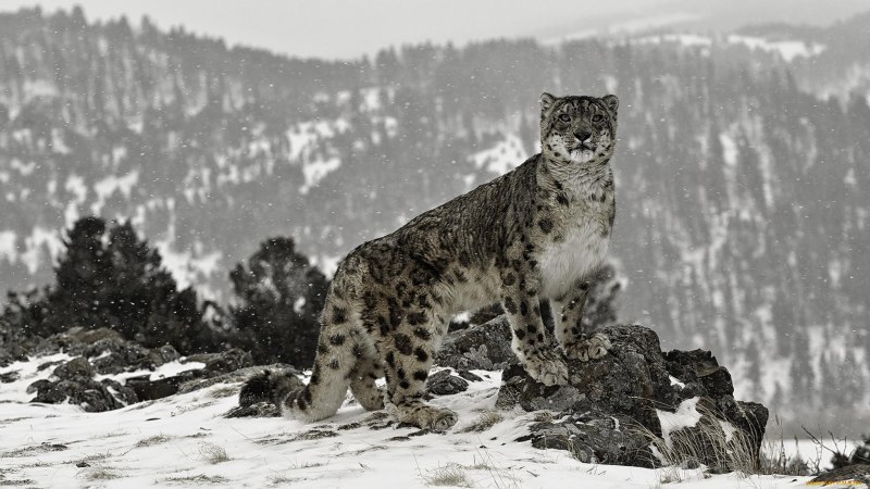 - Снежный Барс (Panthera uncia