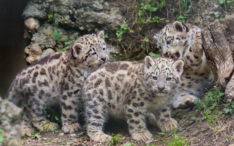 - Снежный Барс (Panthera uncia