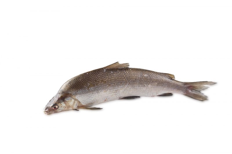 Нельма Stenodus leucichthys Nelma