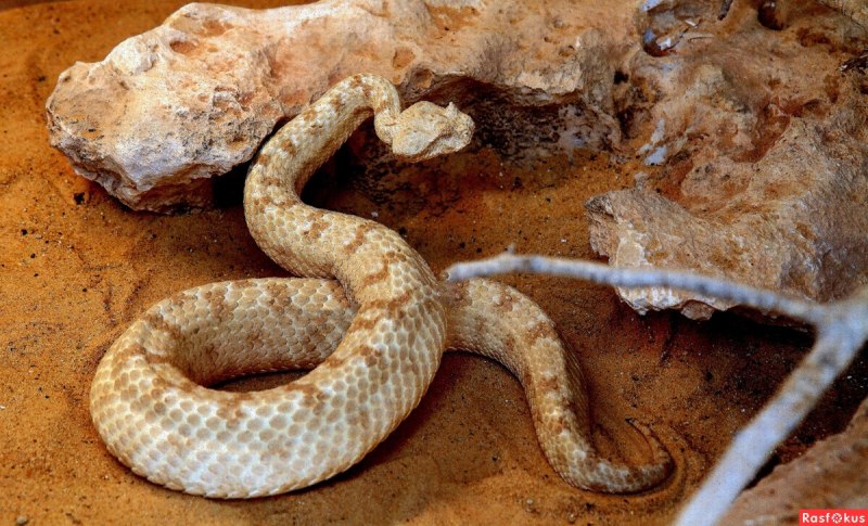 Echis carinatus – Песчаная Эфа
