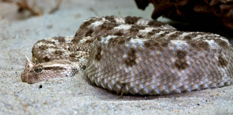 Echis carinatus – Песчаная Эфа