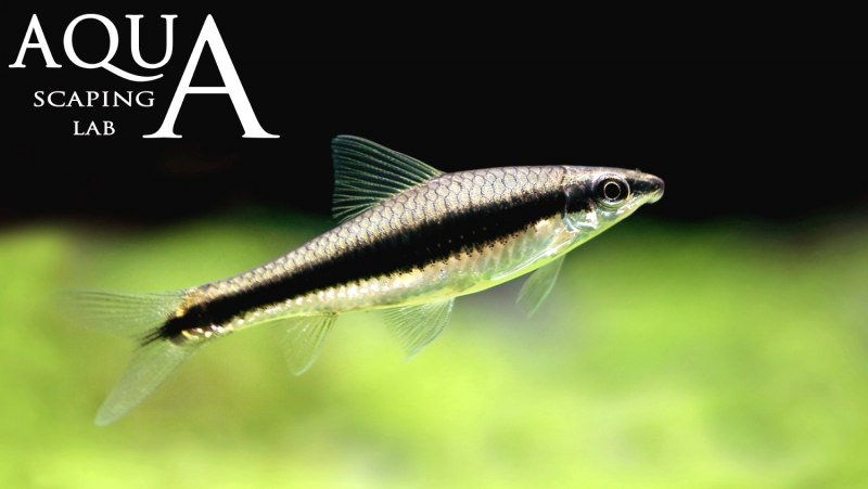 SAE рыбка сиамский водорослеед