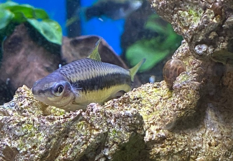 Сиамский водорослеед самец и самка