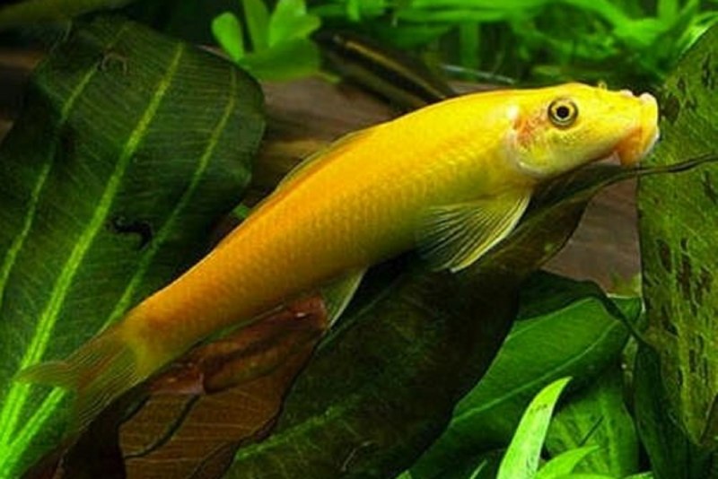 Рыбка сиамский водорослеед