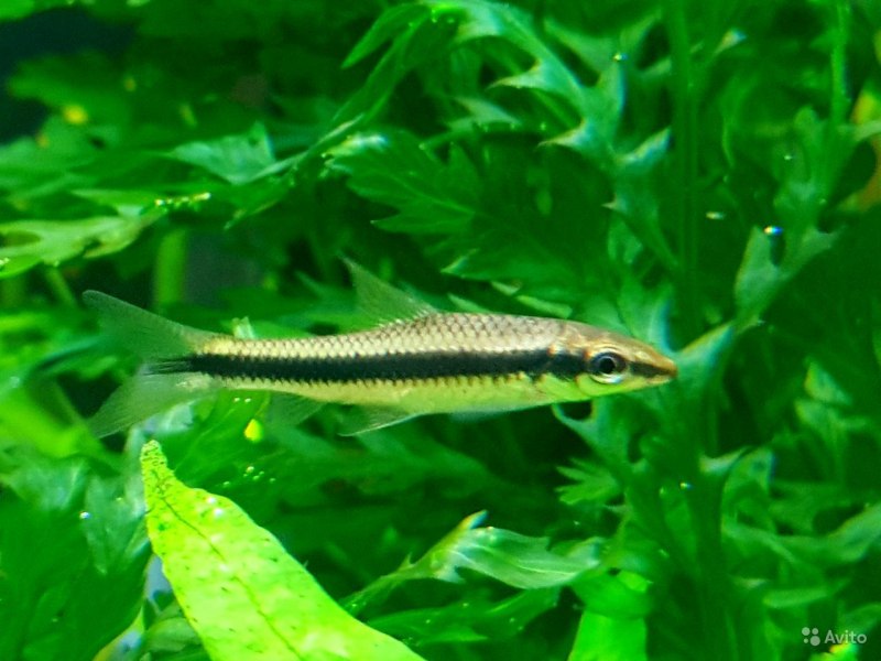 Рыбка сиамский водорослеед