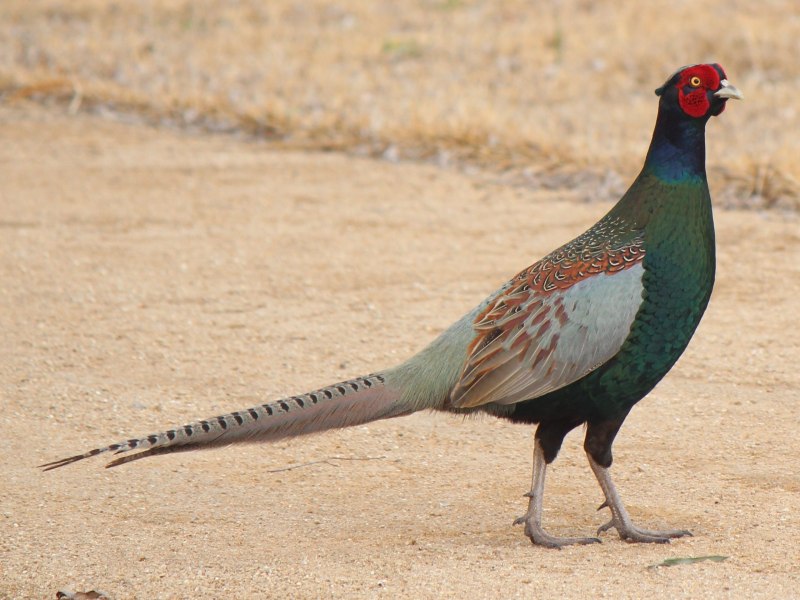 Зелёный фазан / Phasianus versicolor