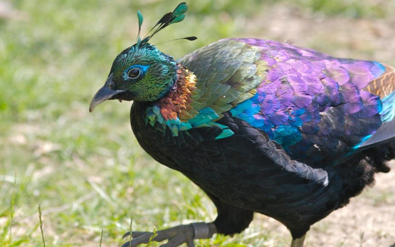 Phasianus versicolor