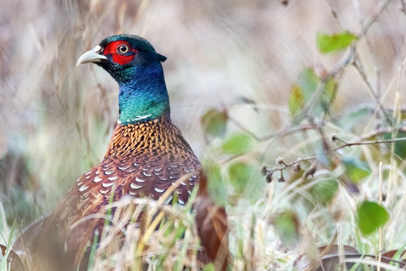 Зелёный фазан / Phasianus versicolor