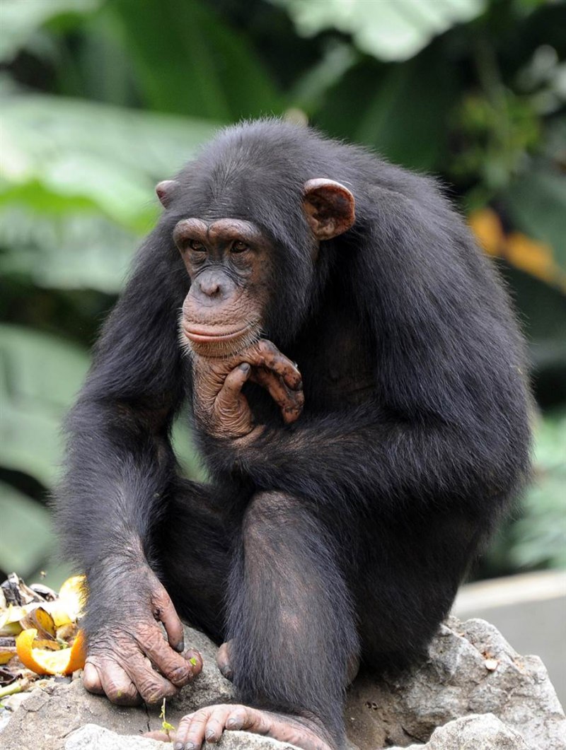 Обезьяна шимпанзе (63 фото)