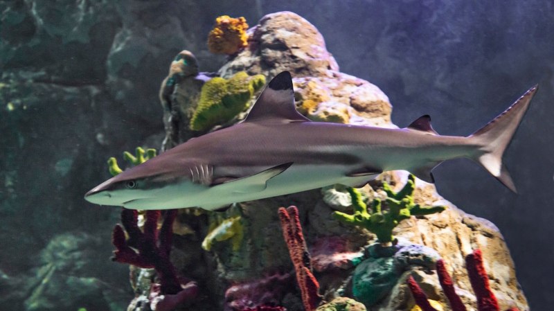 Squalus clarkae