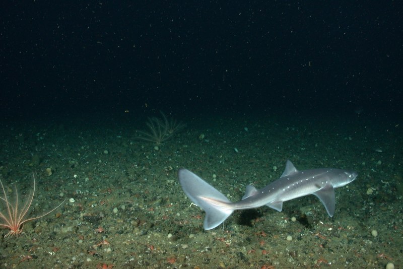 Etmopterus perryi