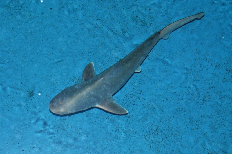 Etmopterus perryi