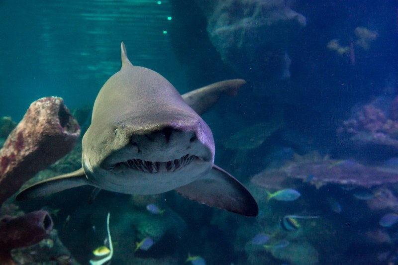 Etmopterus perryi
