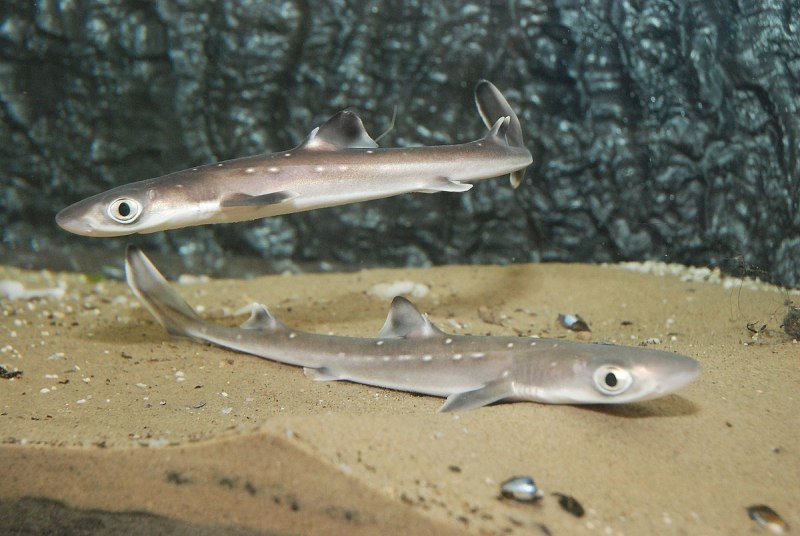 Etmopterus perryi