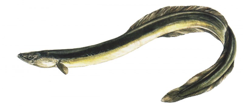 Электрический угорь (Electrophorus electricus)