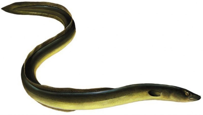 Угорь обыкновенный (Anguilla Anguilla Linnaeus, 1758)