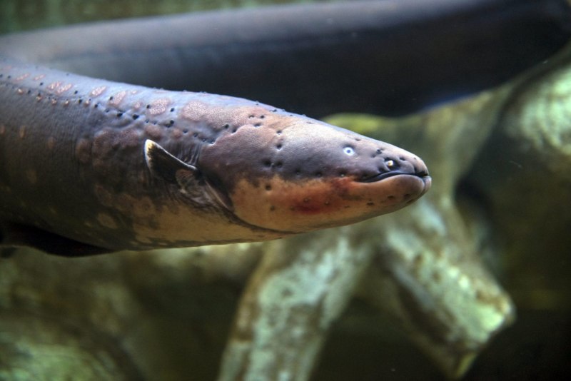 Морской электрический угорь