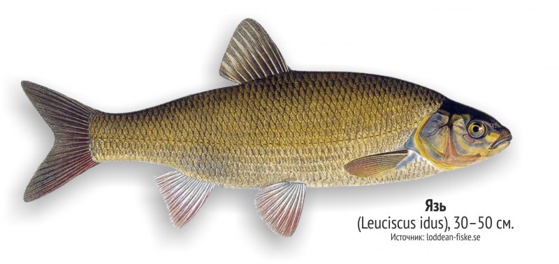 Атлантическая треска (gadus morhua)