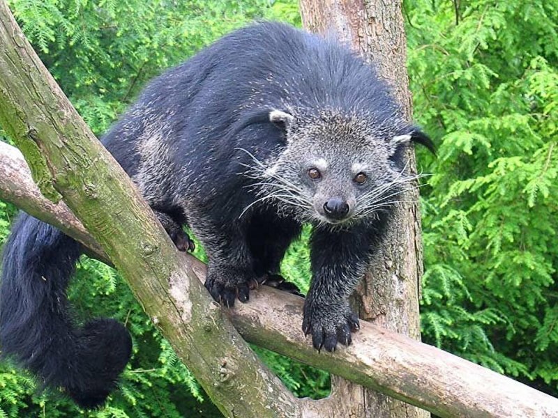 Виверра бинтуронг (Arctictis Binturong)