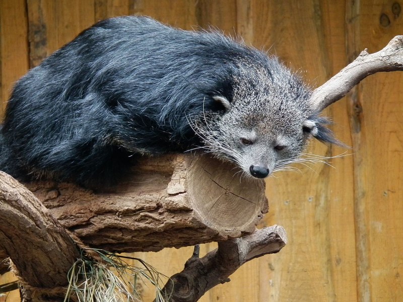 Медведь и кот