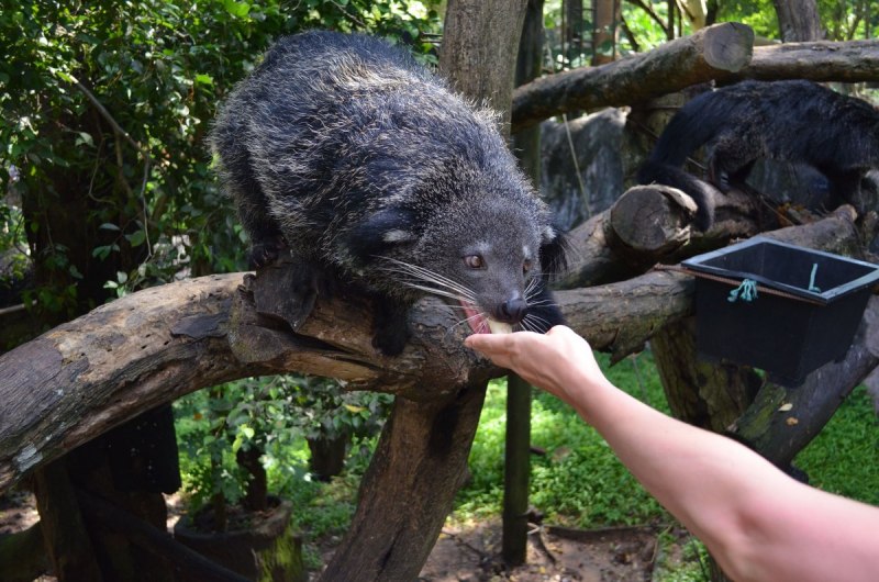 Binturong albifrons