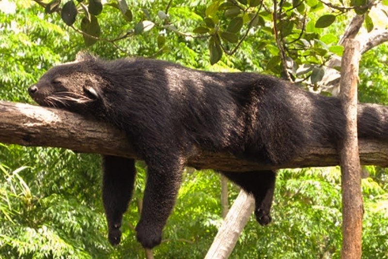 Bearcat Binturong