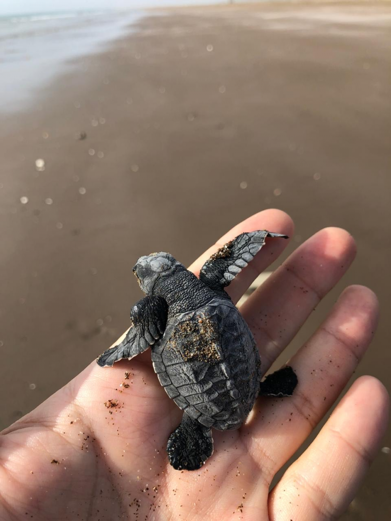 Lepidochelys kempii
