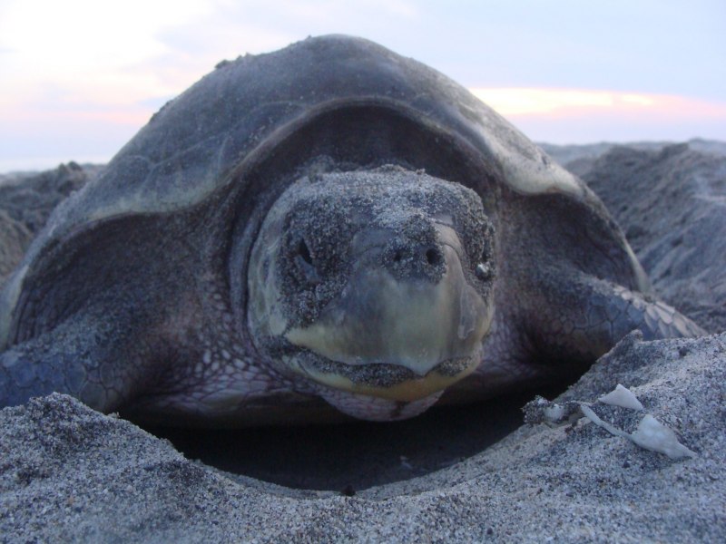 Оливковая черепаха Ридли (Lepidochelys olivacea)