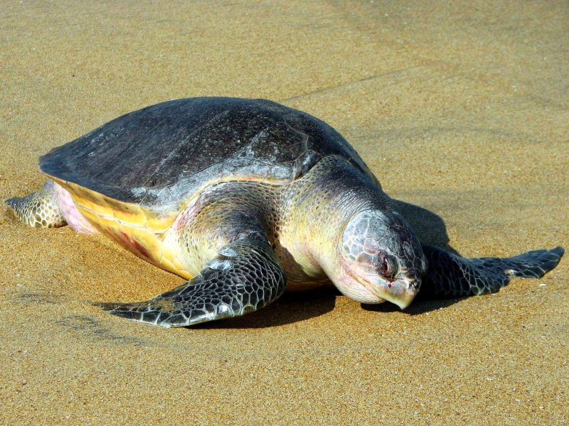 Черепаший пляж Гоа Морджим