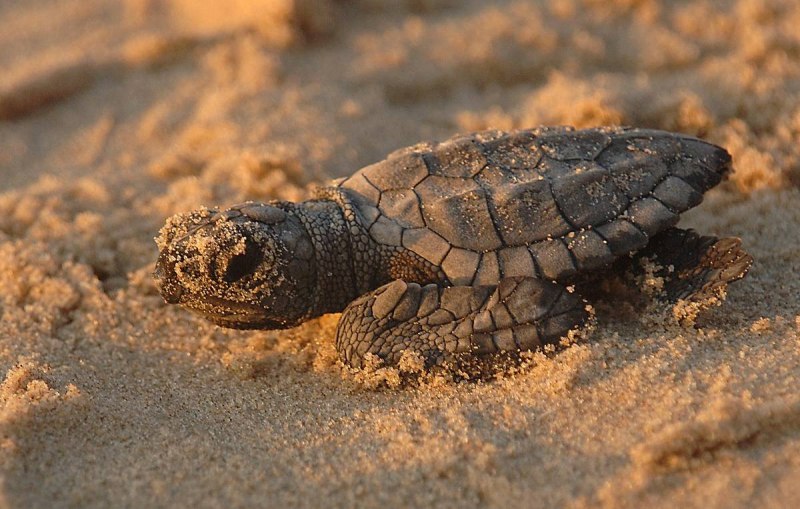 Lepidochelys kempii