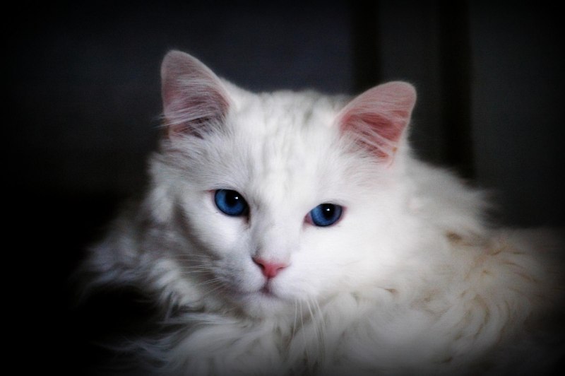 Ангорские котята