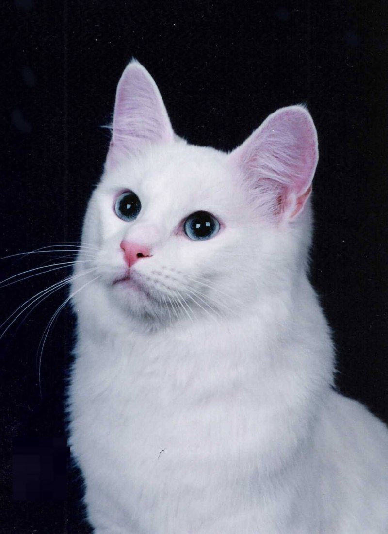 Турецкая ангора кошка