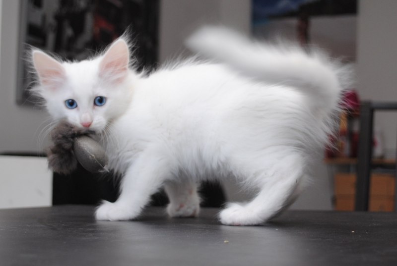 Белая ангорская кошка