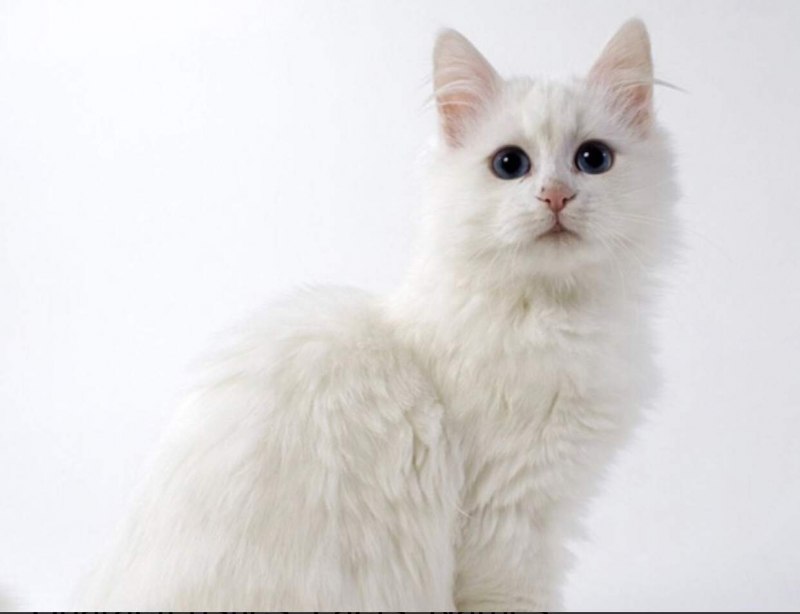 Турецкая ангорская кошка