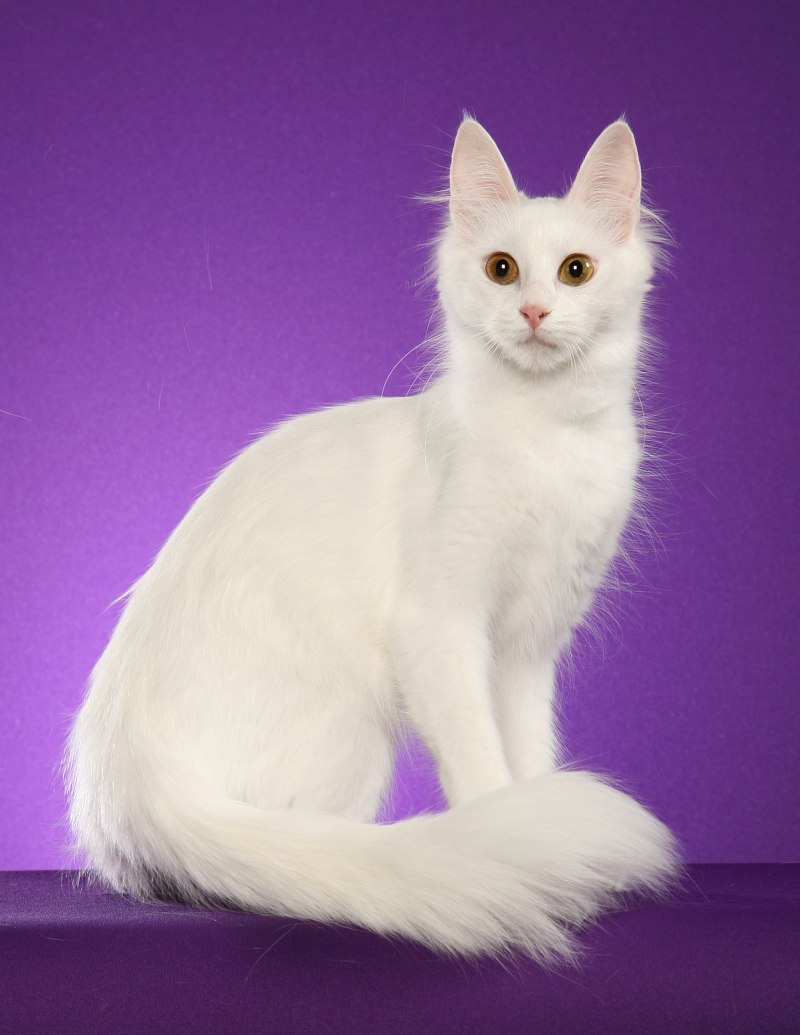Коты турецкая ангора