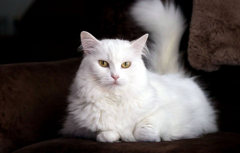 Турецкая ангора кошка