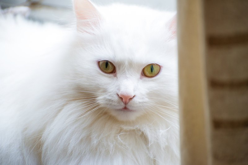 Турецкий ангорский котенок