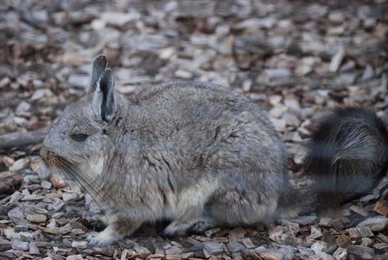 Northern Viscacha