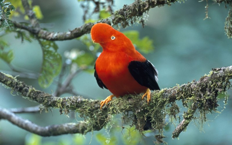 Rupicola rupicola