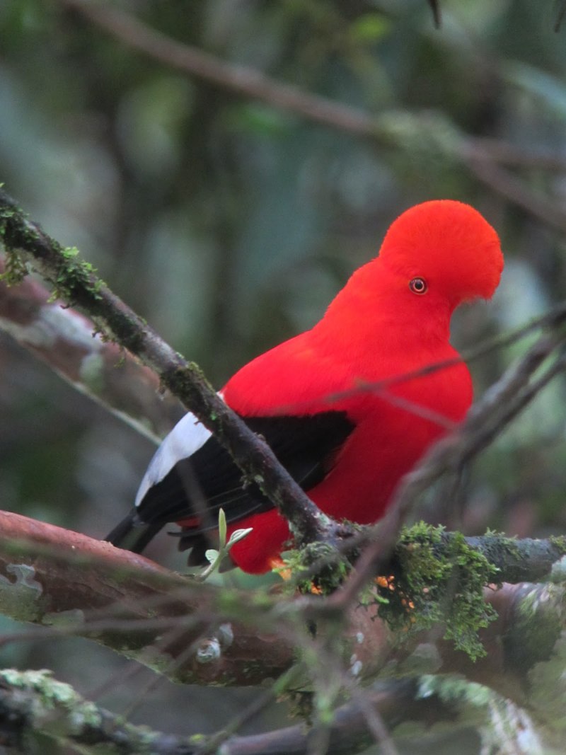 Rupicola rupicola