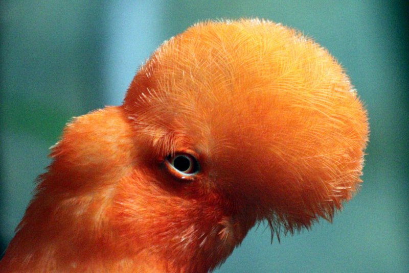Rupicola peruvianus Andean